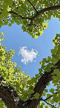 Finding Meaning in Woodland Canopies and Open Skies