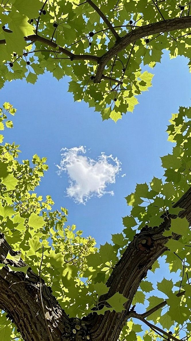 Finding Meaning in Woodland Canopies and Open Skies