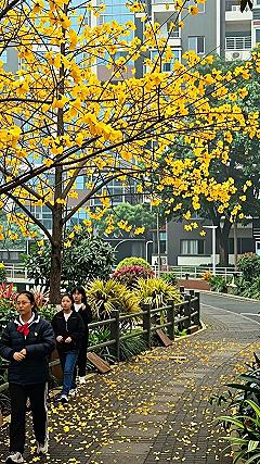 Spotlighting Golden Trumpet Trees Along Mountain Trails