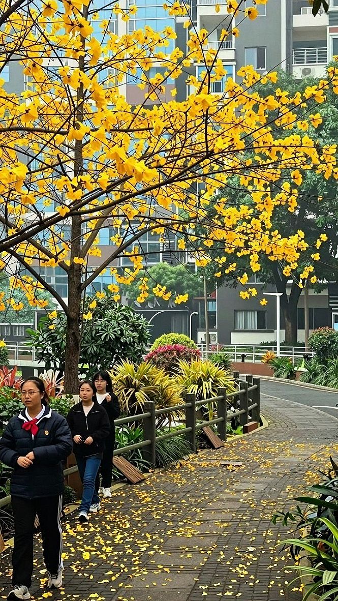 Spotlighting Golden Trumpet Trees Along Mountain Trails