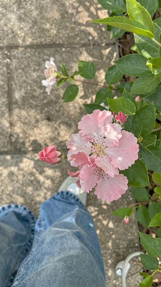 Choosing the Right Rose Varieties for Container Gardens
