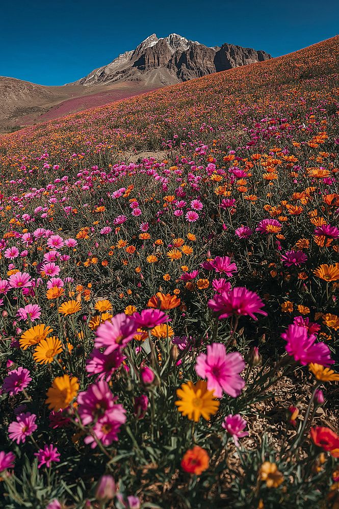 Mountain Wildflower Fields: Breathtaking Landscape Wallpapers