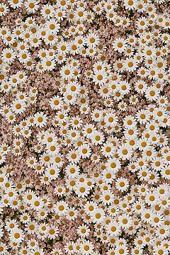 Pink Daisy Dreams: Enchanting Floral Phone Backgrounds