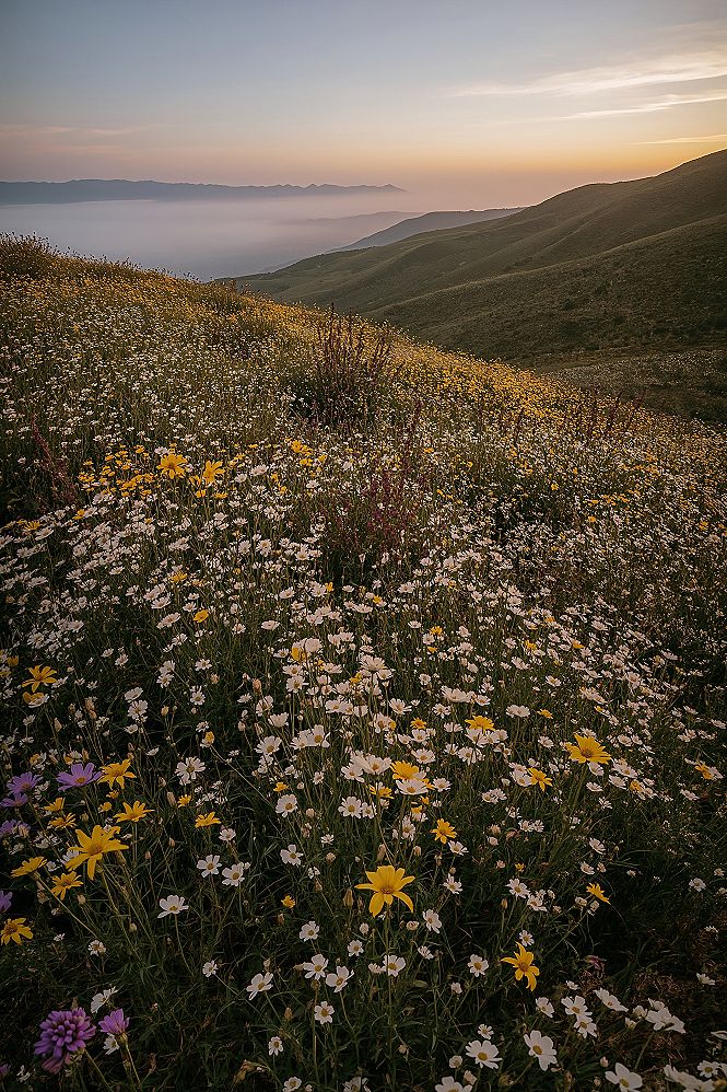 Sunset Flower Field Photography: Scenic Mountain Landscapes & Nature's Palette