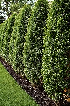 Laurel Hedge Garden: Instant Privacy for Your Backyard