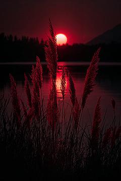 Dramatic Red Reeds Sunset: Beautiful Nature Wallpaper for Screens