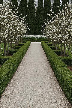 Formal Garden Design: Elegant White Walkway & Tulip Dreams