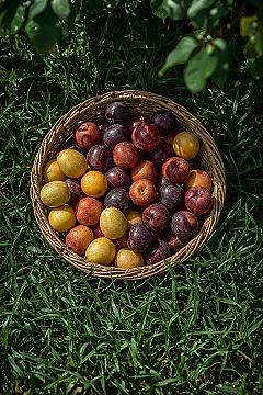Summer Fruit Harvest: Cottagecore Basket of Ripe Plums