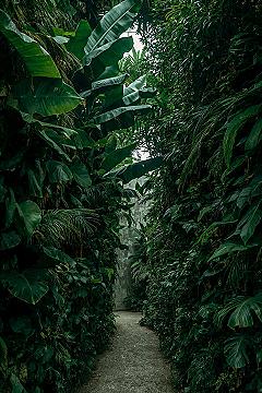 Tropical Plant Oasis: Patio Greenery & Pond Garden Ideas