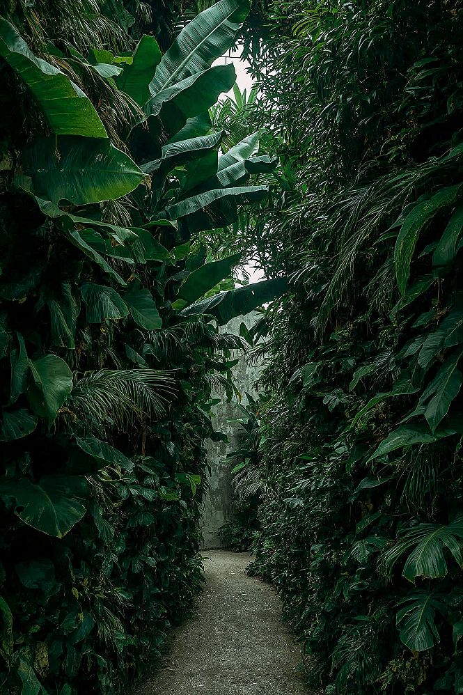 Tropical Plant Oasis: Patio Greenery & Pond Garden Ideas