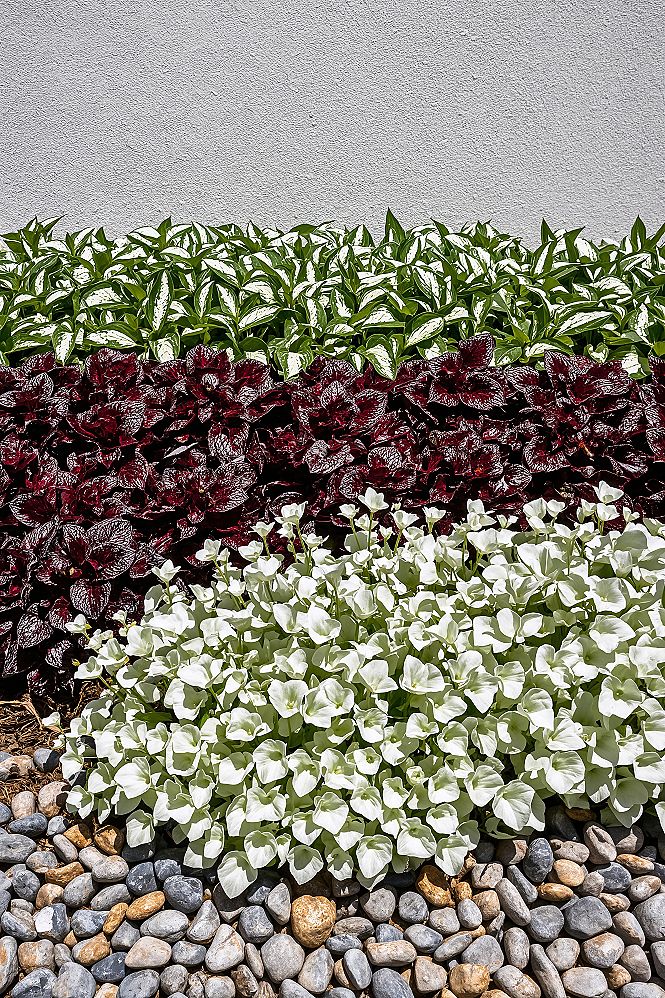 Vibrant Front Garden Landscape: Modern House Front Plant Ideas for 2024