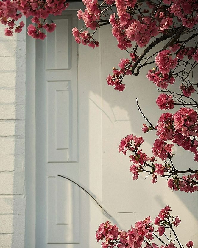 Keeping Cherry Blossom Wallpapers Bright on Your Phone