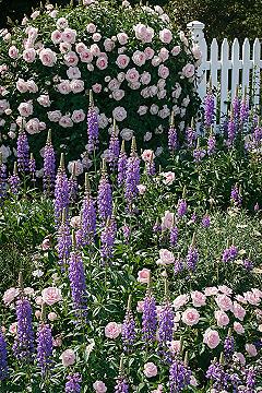 Romantic Cottage Garden Plan: Purple & Pink Blooms