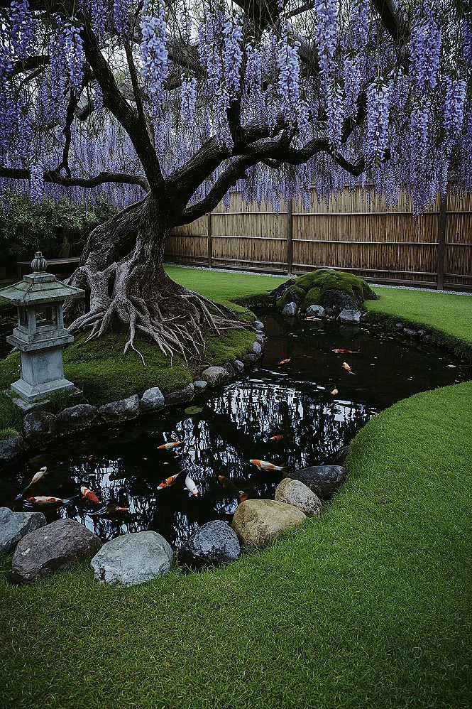 Serene Japanese Garden Design: Wisteria Ponds & Tranquil Lawn Areas