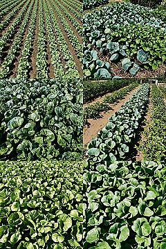 Maximize Harvest: Top In-Ground & Above Ground Garden Layouts for Projects