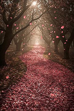 Enchanting Floral Path 4K Spring Wallpaper for iPhone