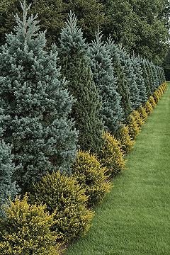 Backyard Sanctuaries: Designing with Evergreen Landscaping Trees