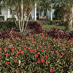 Stunning Florida Front Yard Landscaping: Tropical Oasis Ideas