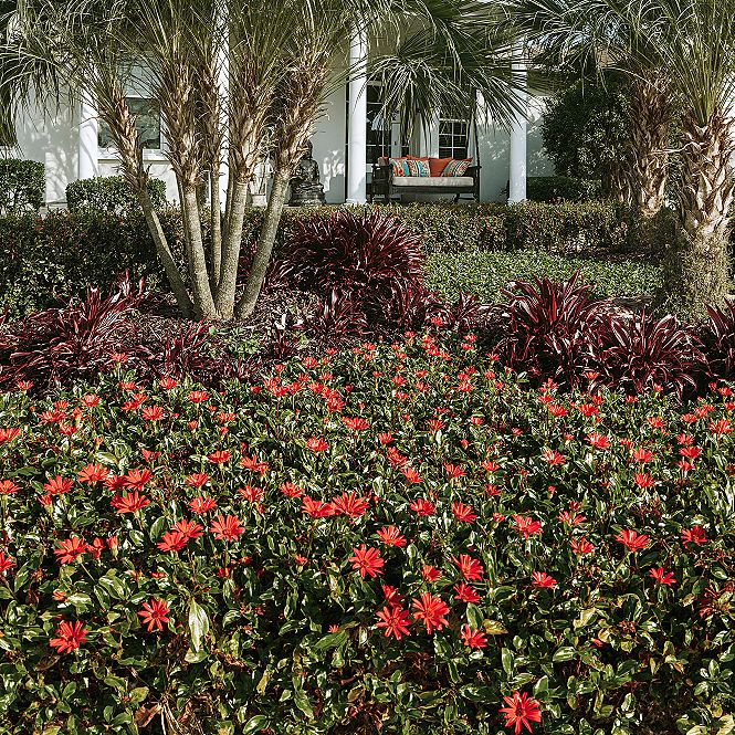Stunning Florida Front Yard Landscaping: Tropical Oasis Ideas