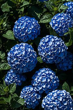 Blue Hydrangeas: The Ultimate Summer Garden Flower Star