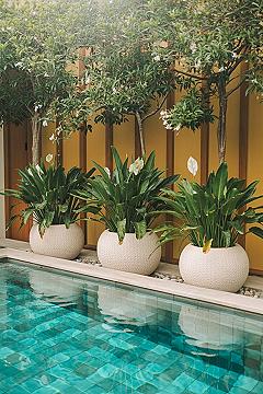 Resort Garden Ideas: Tropical Poolside Oasis