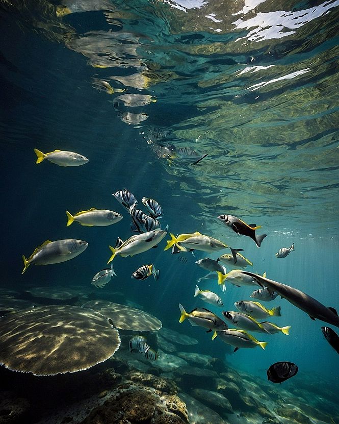 Adding Serene Underwater Wallpaper Backgrounds to Your Phone