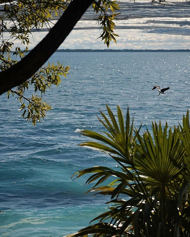 Using Coastal Wildlife Wallpapers for Phone Inspiration