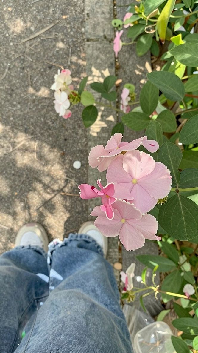Planting Soft Pink Vinca Flowers Along Front Walkways