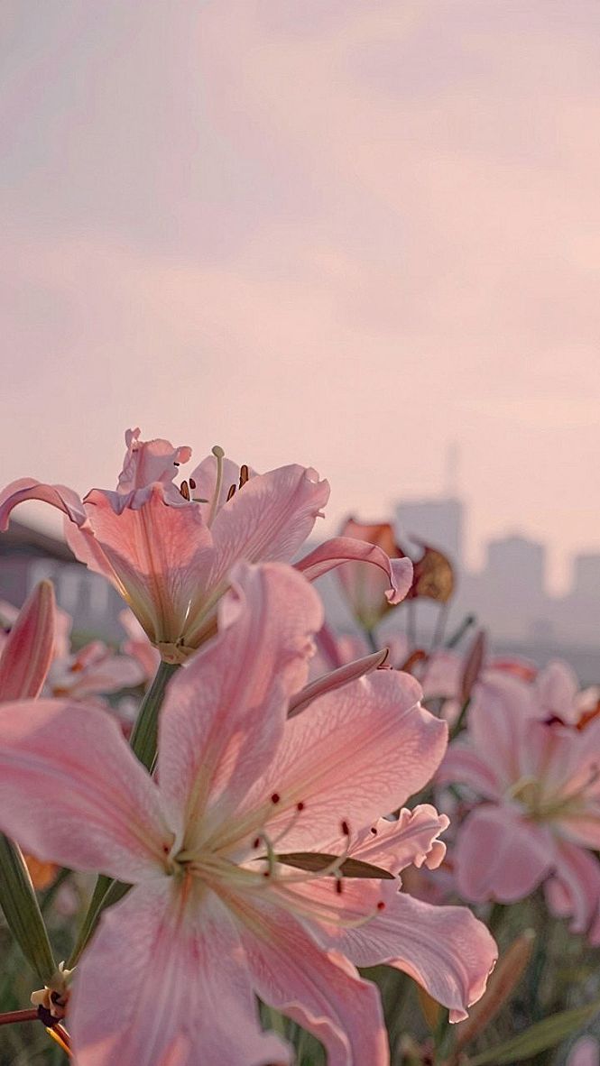 Creating Calm Waterfront Views with Pink Tulip Wallpapers