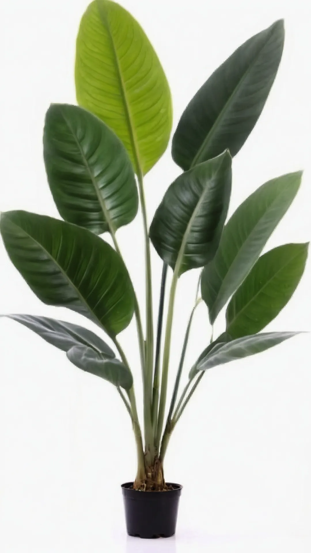 Green Dream