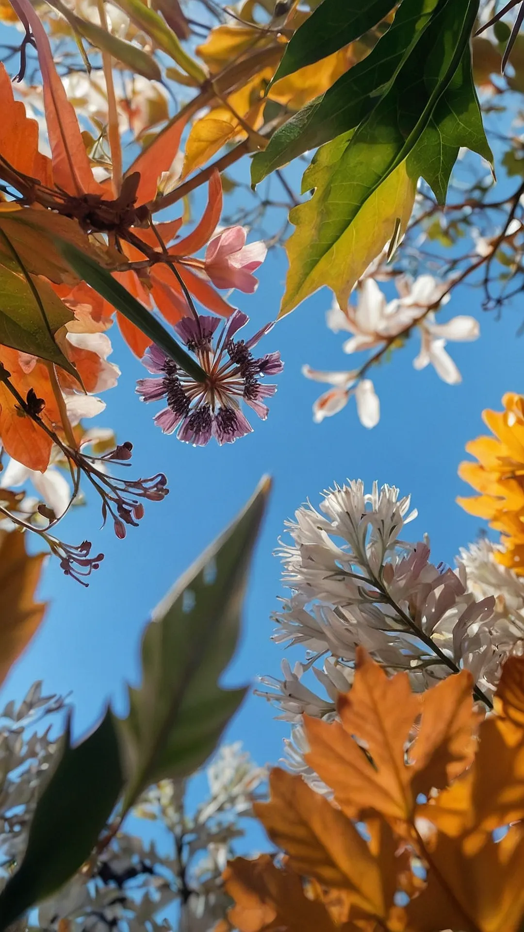 Nature's Kaleidoscope