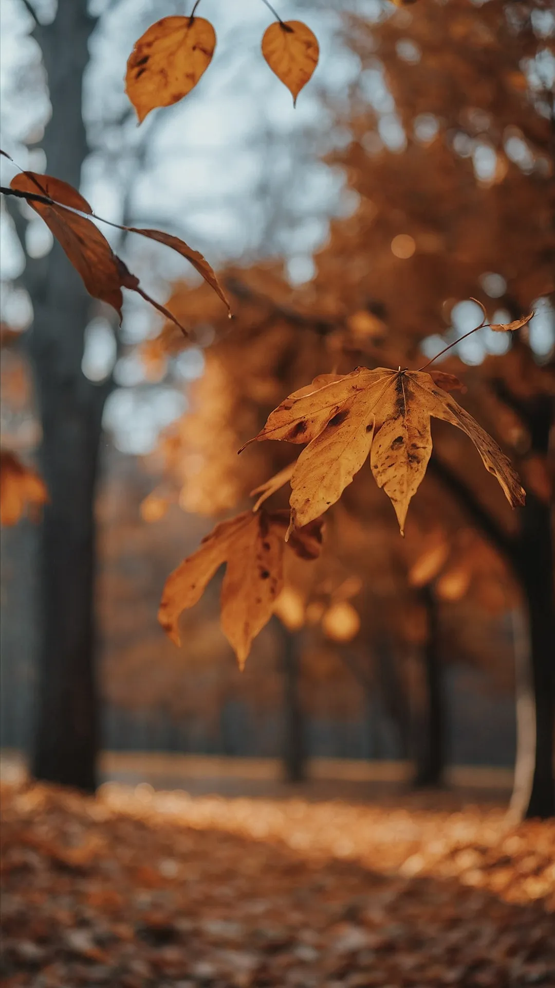 Autumn's Golden Glow: