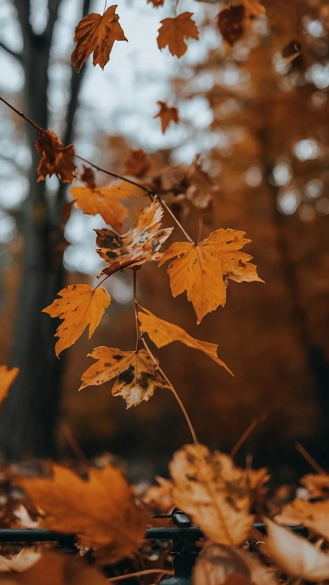 Autumn Leaves: Falling for Fall: