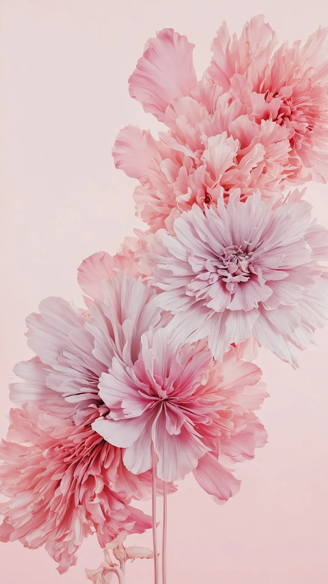Rosy Screen Dream