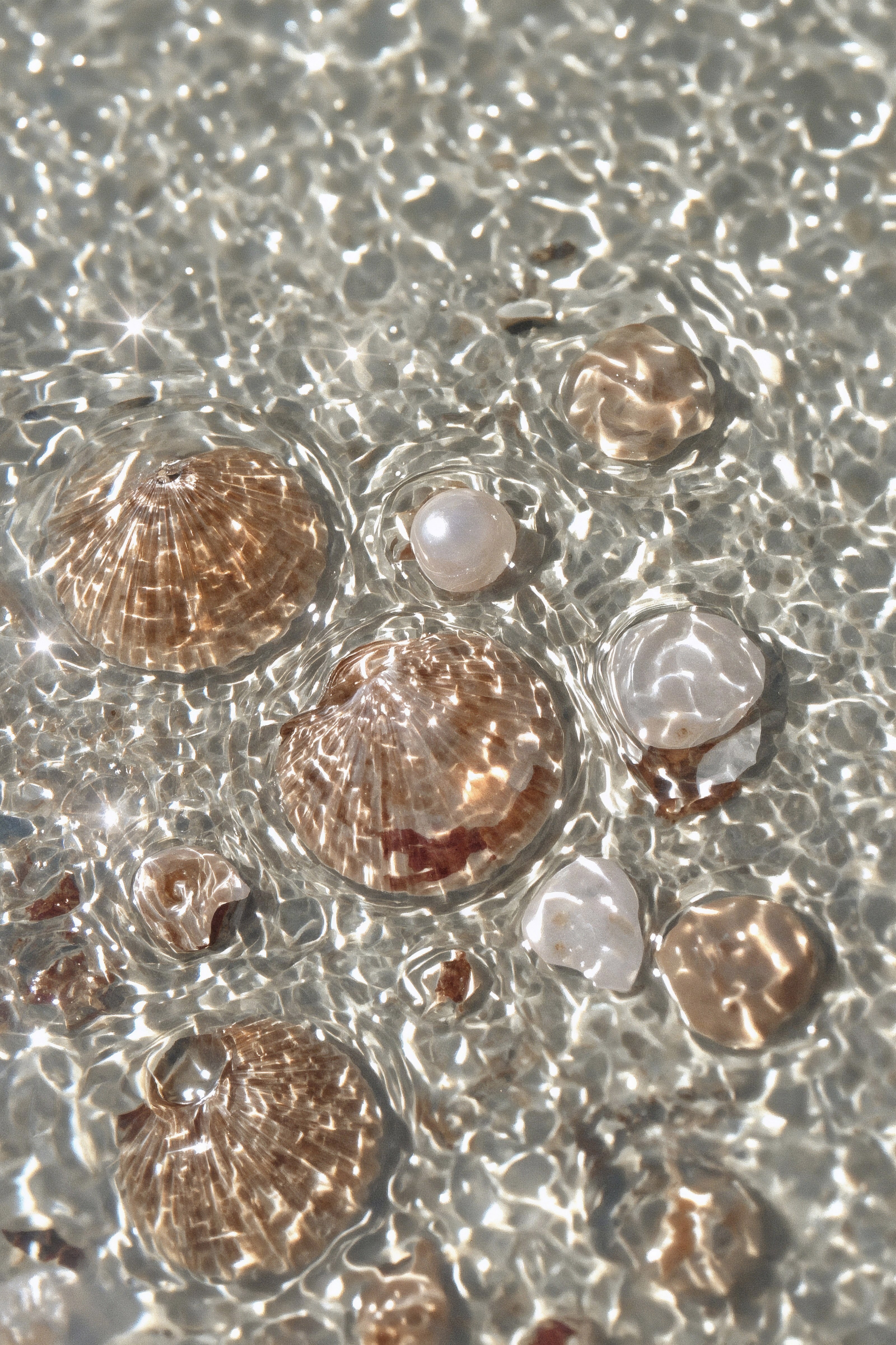 Sunlight shimmering on seashells and pearls