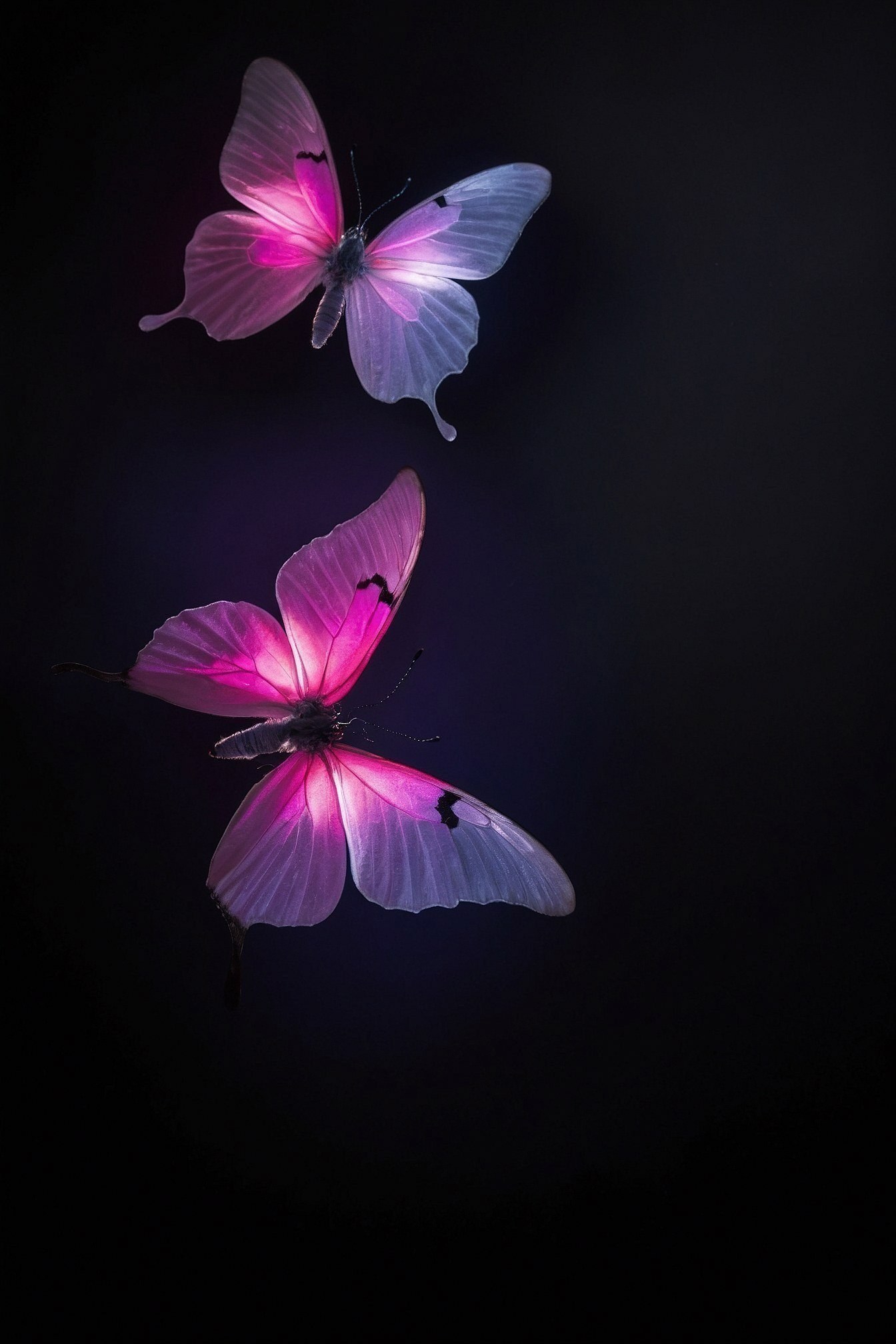 Translucent Wings Catching Light Against Deep Void