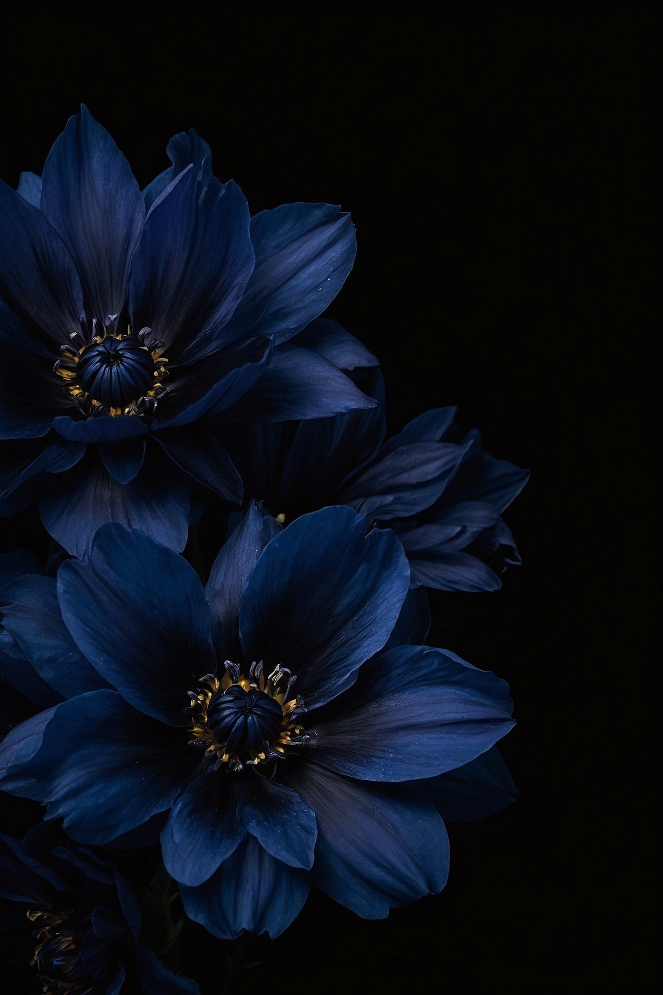 Deep Indigo Petals Against Velvet Black