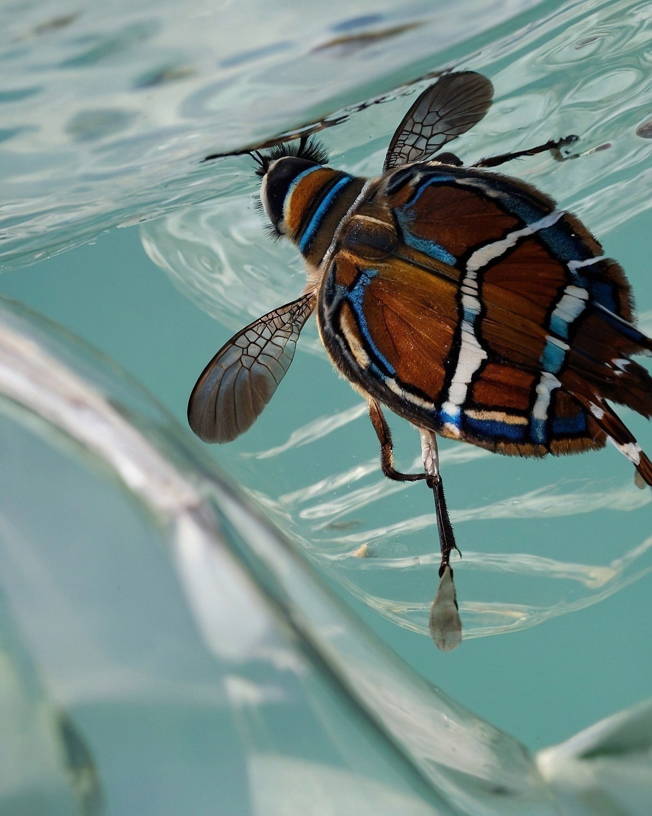 A Butterfly's Underwater Ballet