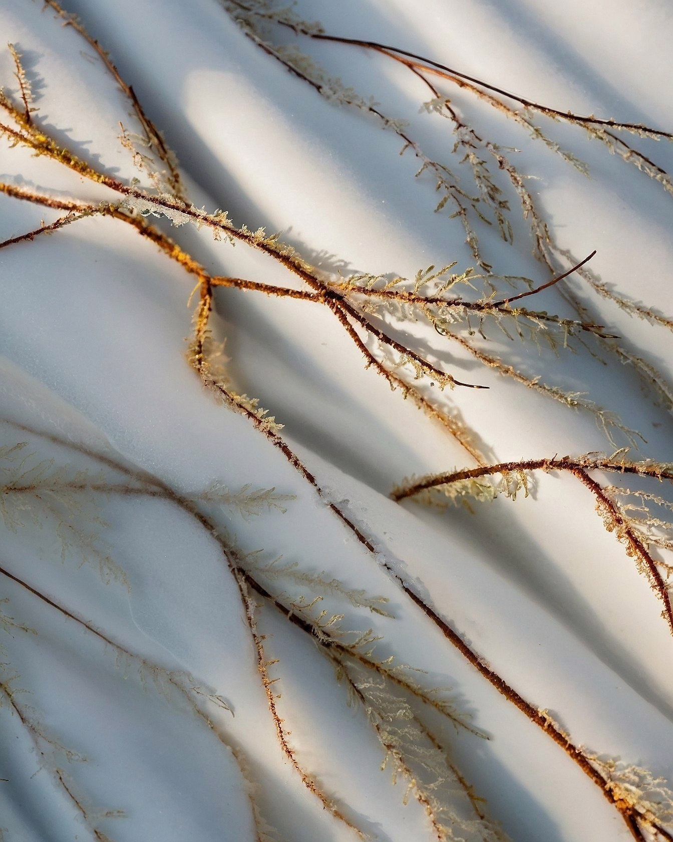 Frosted Branches on a Gentle White Canvas
