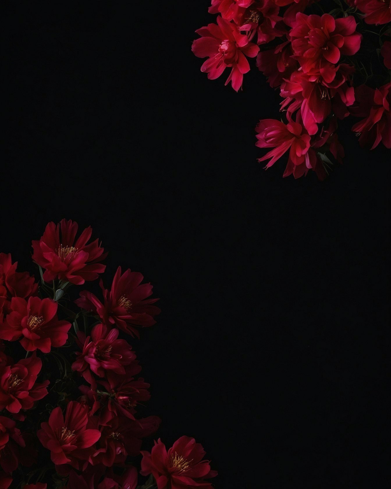 Crimson Blooms Against a Velvet Void