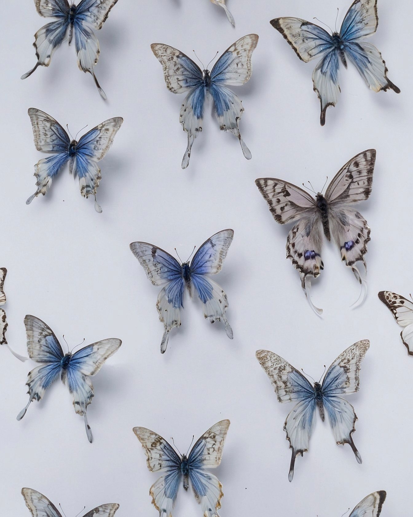 Subtle Blue Butterflies Fluttering on White