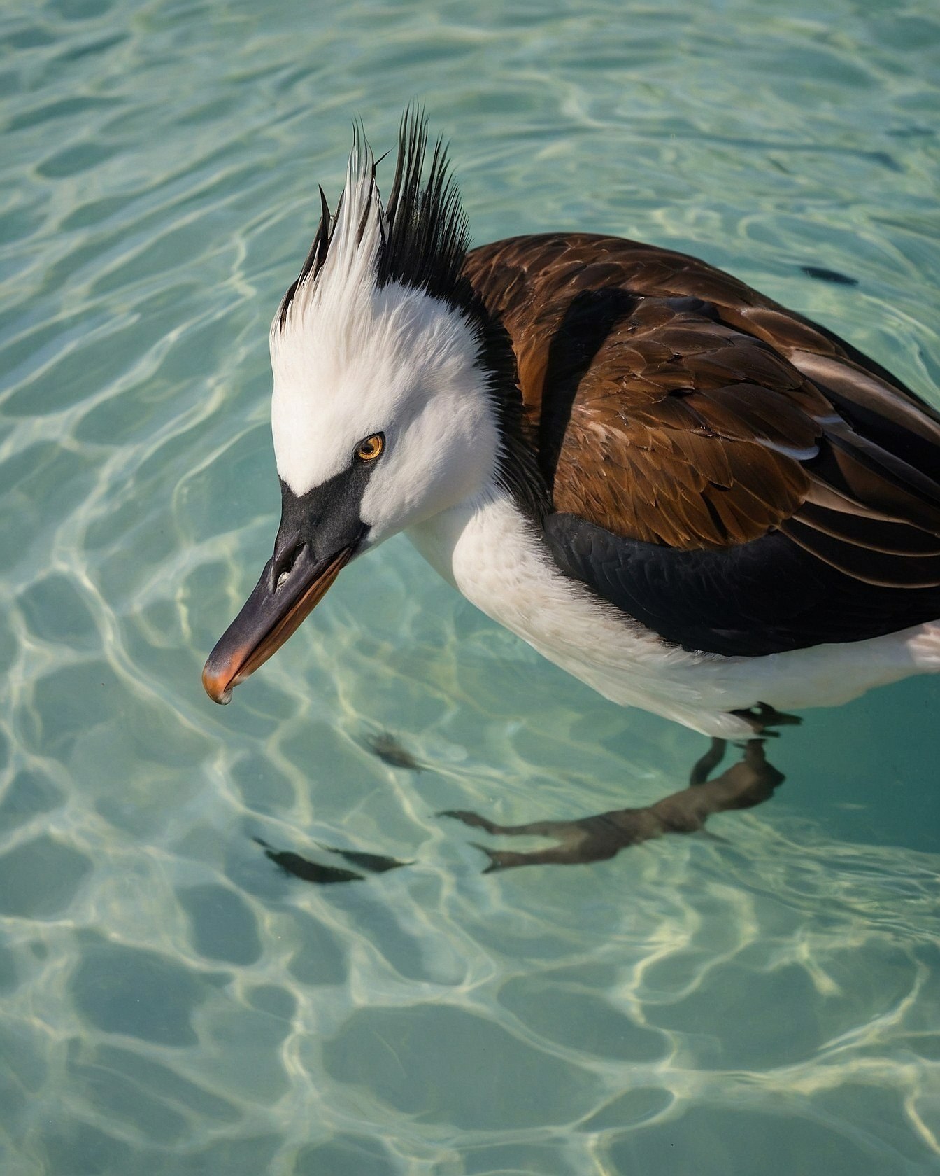 Striking Crest and Brown Plumage in Clear Water