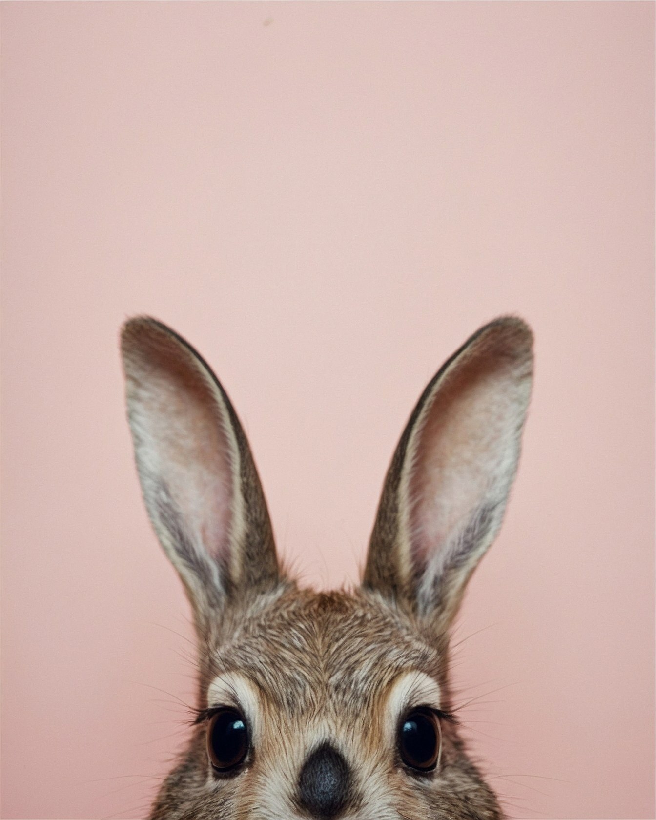 Close-up shot of rabbit ears against pastel pink
