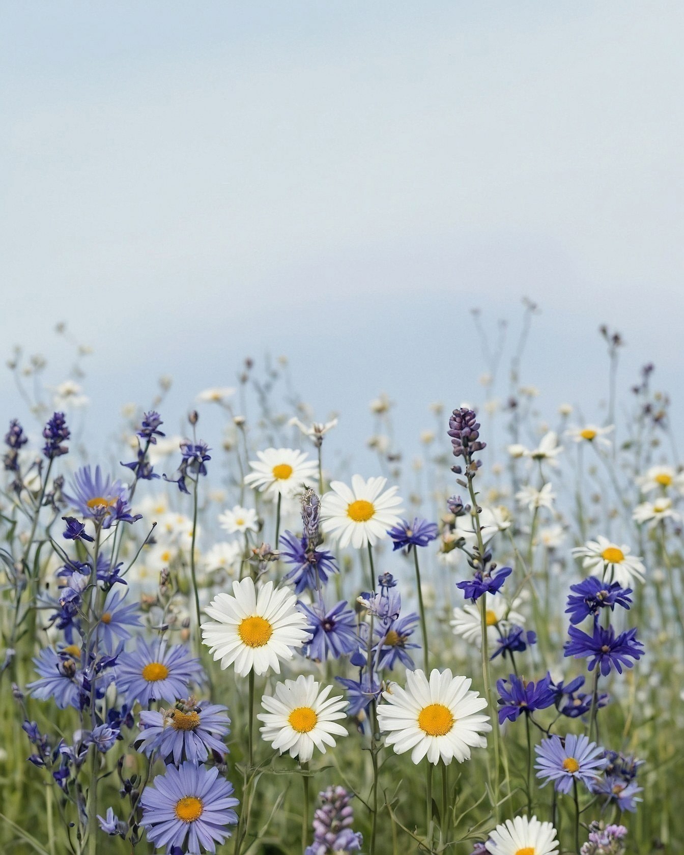 Daisies and Lavender in a Gentle Sky