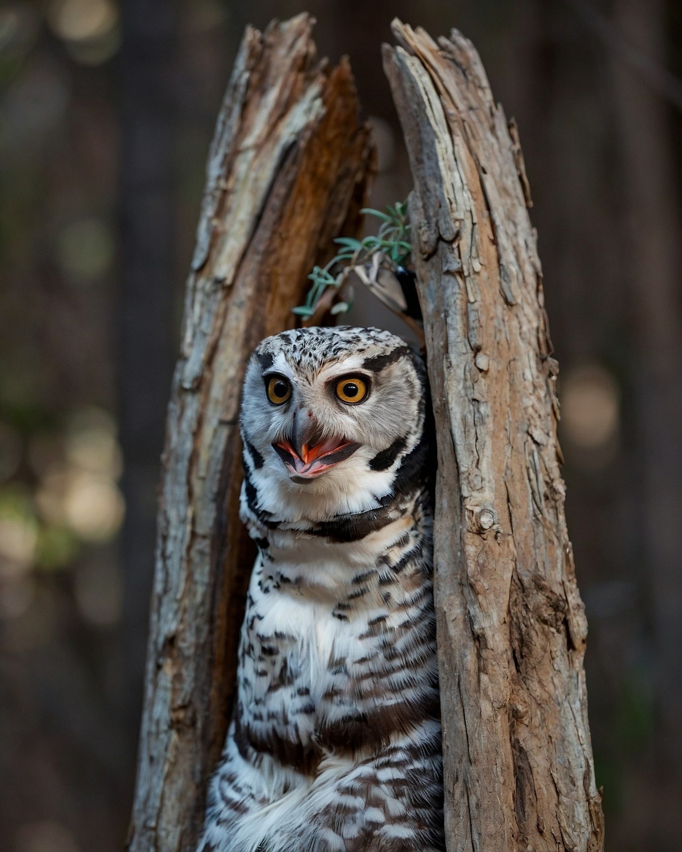 Close-up of Owl with Vibrant Amber Eyes in a Tree Hollow