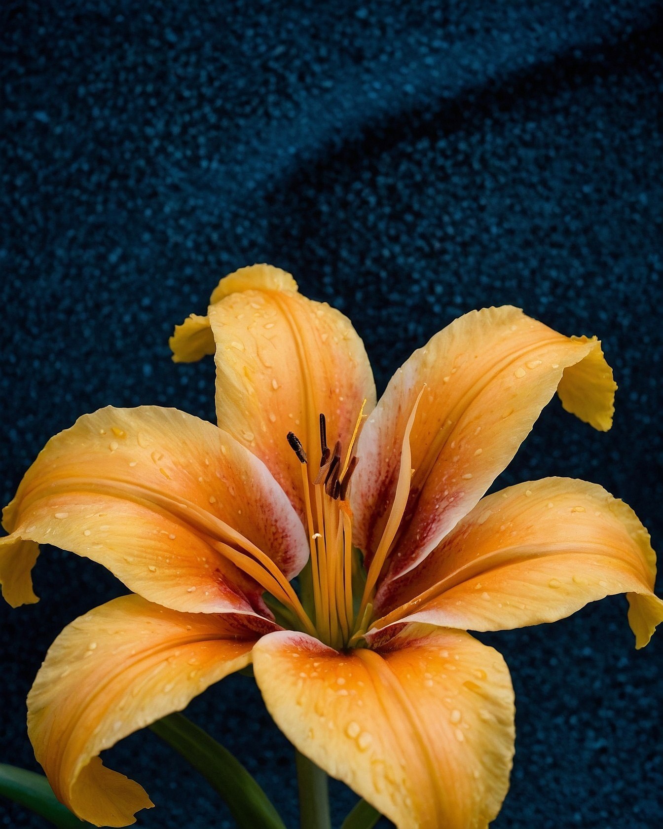 Selecting Lily Flower Accents for Your Vinyl Record Display