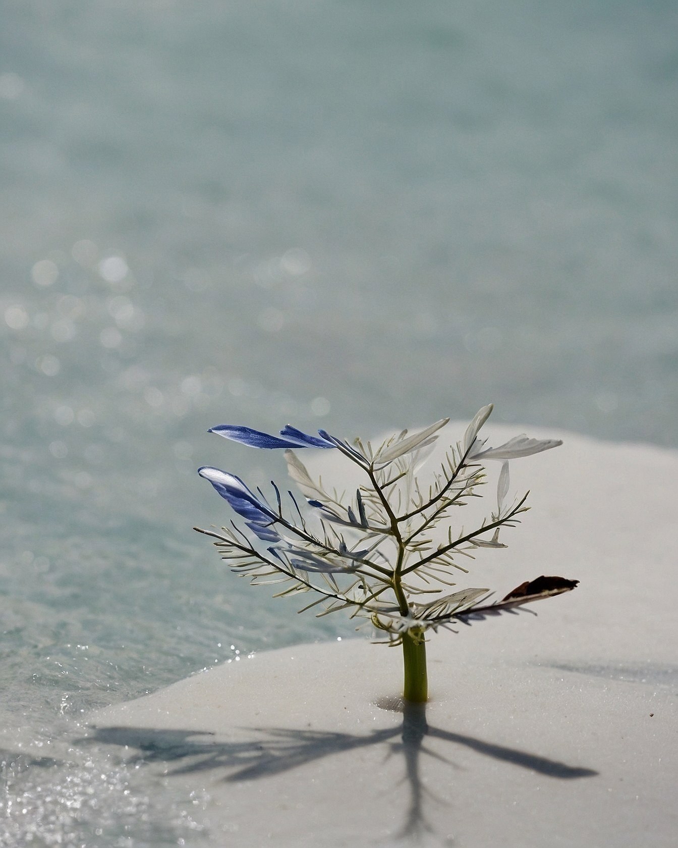 A solitary sapling on a sun-drenched shore