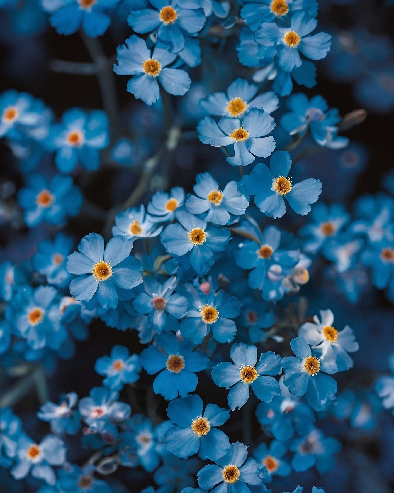 Captivating cerulean blooms and sunshine centers