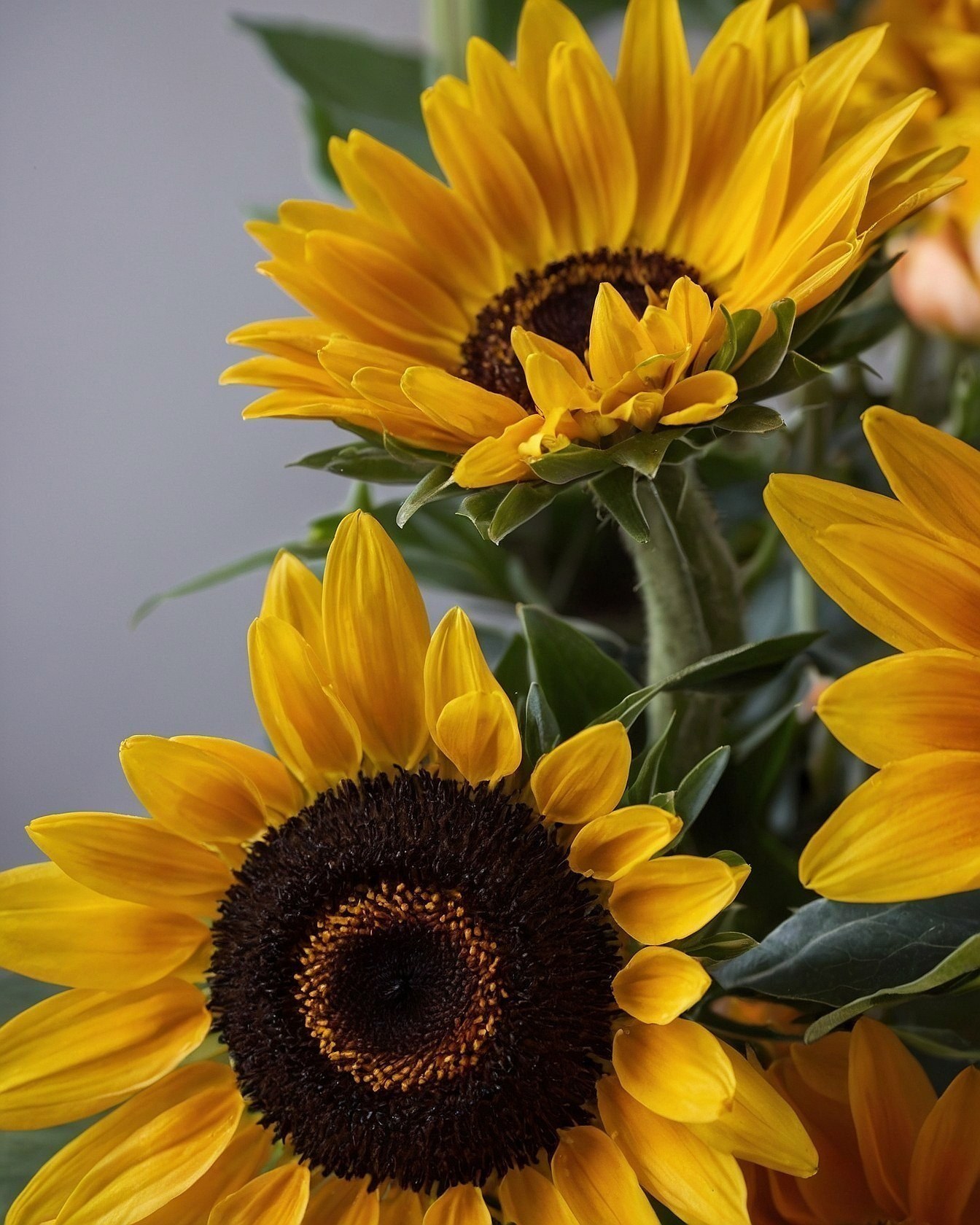 Close-Up of Sunflowers with Dark Centers