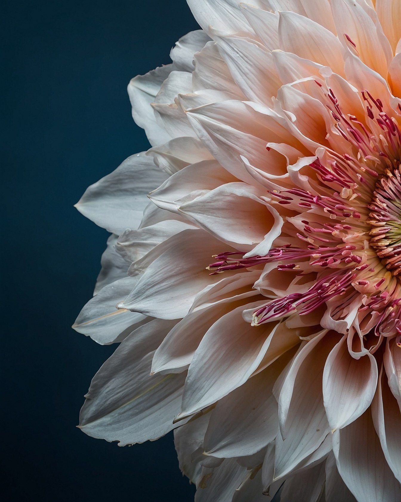 Macro view of peach dahlia petals against a deep navy background